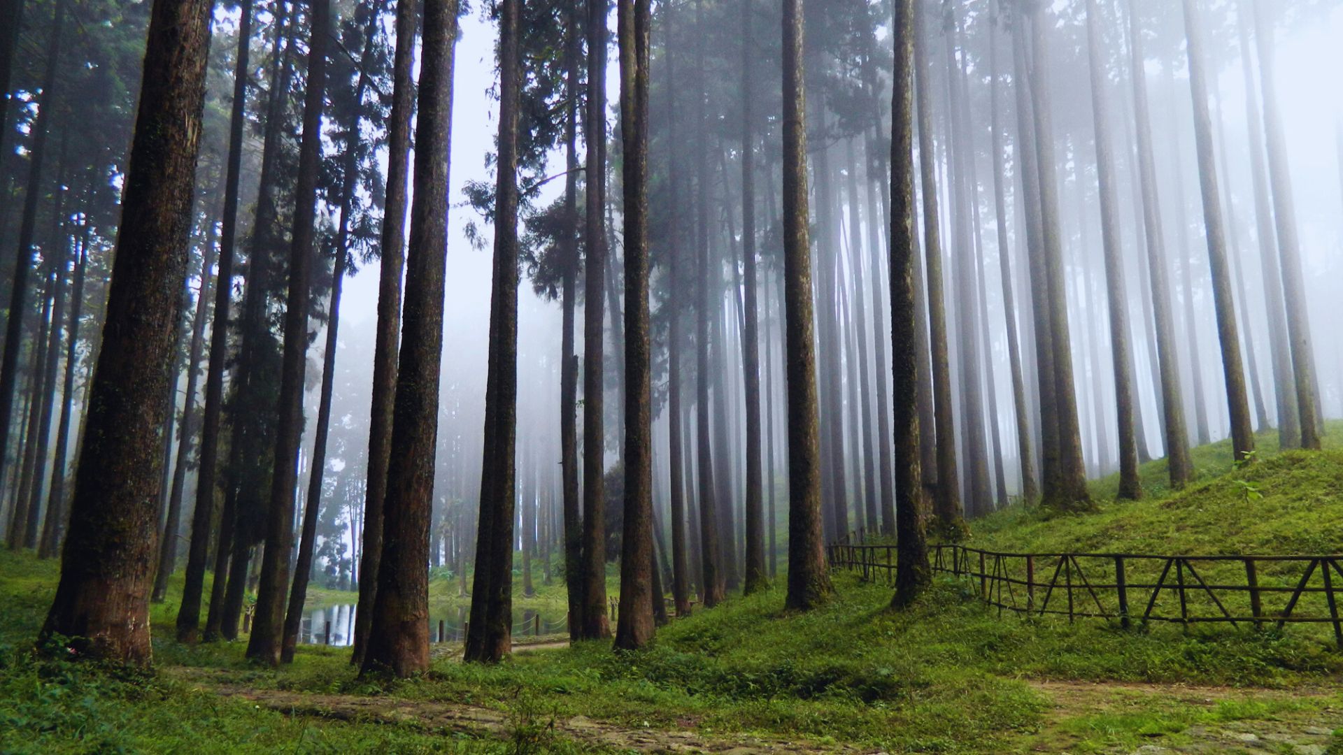 Scenic view of Darjeeling hills and tea gardens
