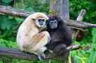 Hollongapar Gibbon Sanctuary

                                