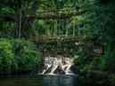 Living Root Bridges – Nature's Engineering Marvel




                                