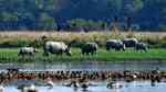 Pobitora Wildlife Sanctuary




                                    