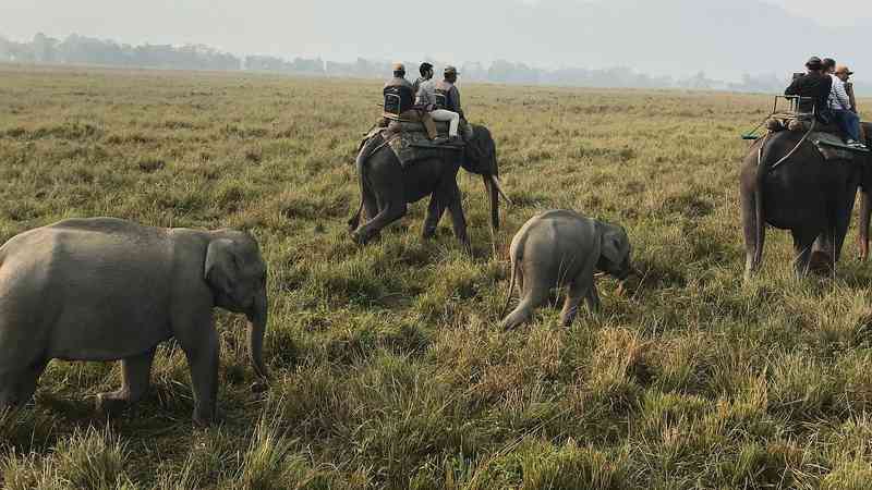 Elephant Safari