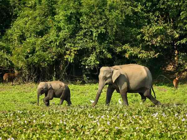 Molai Forest


                                