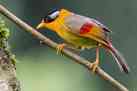 Birdwatching in Namdapha National Park