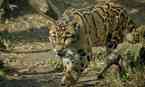 Wildlife Spotting & Safaris
                    
