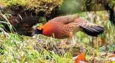 Senchal Wildlife Sanctuary
                                