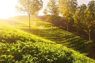 Temi Tea Garden