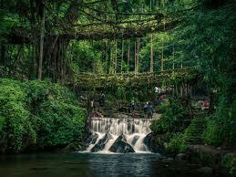 Living Root Bridges, nature’s engineering marvel