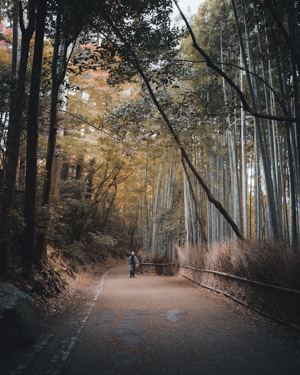 Visit Arashiyama Bamboo Grove. - Image 3