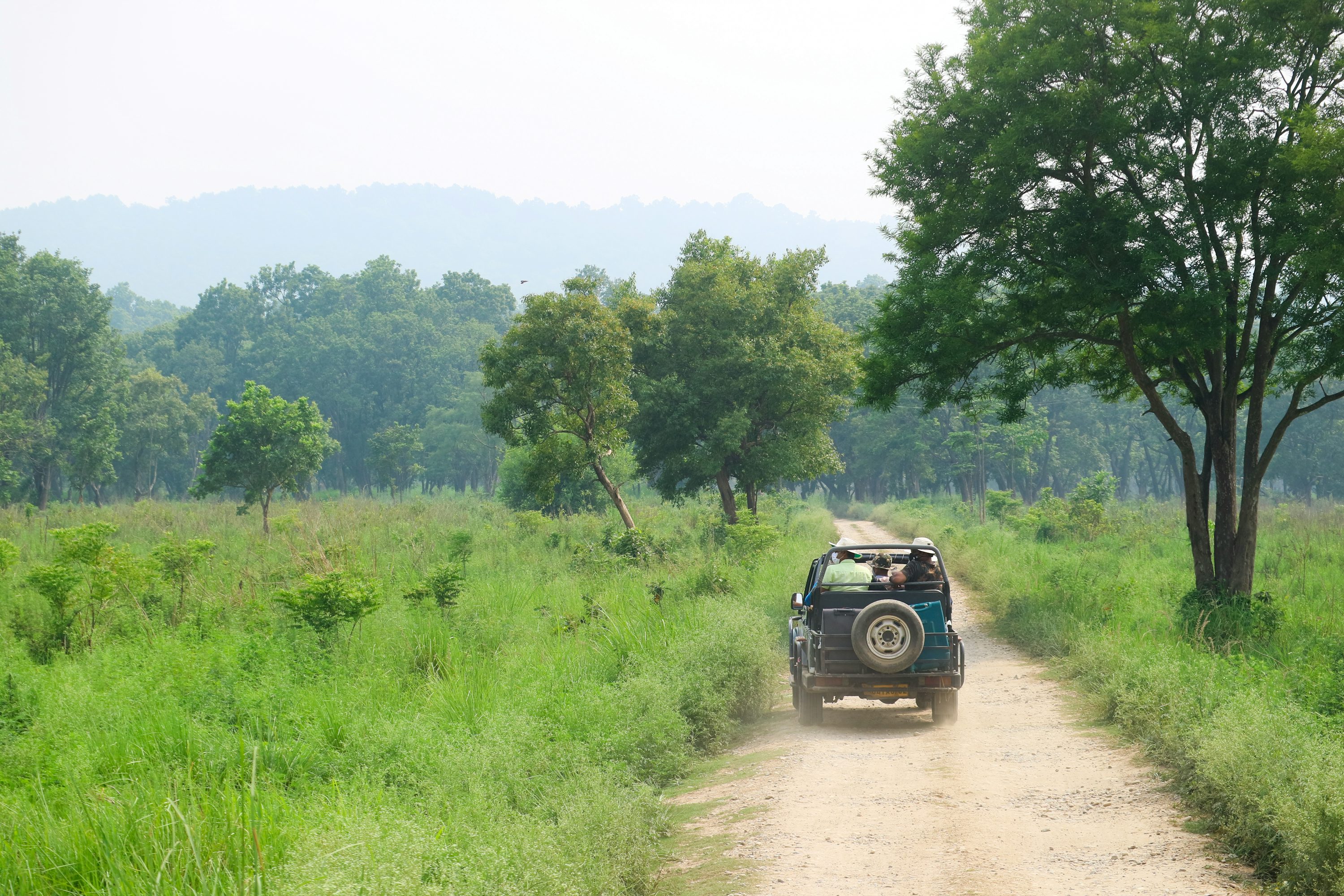 Wildlife Safari
    
                        