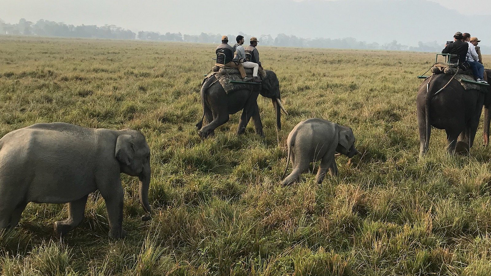  Elephant Safari