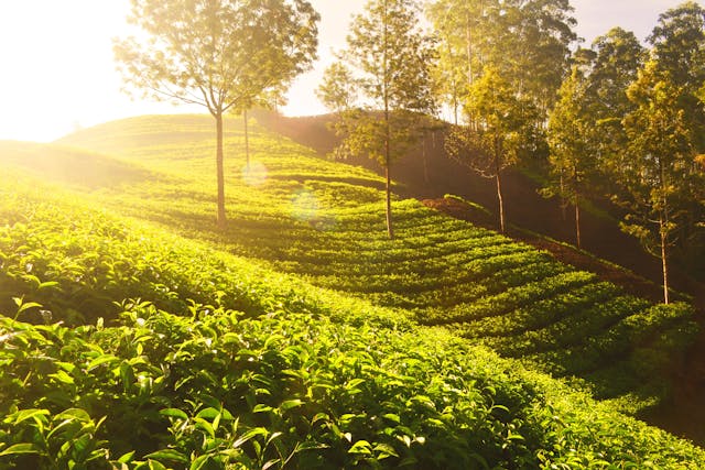 Take a Tea Tour
