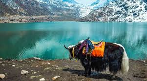 Yak Ride